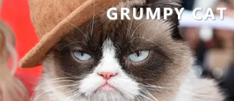 [22-3216、3165]HSP代理GRUMPY CAT不爽猫连发两案，发案次数十个手指头都数不过来！[22-cv-3216、3165]